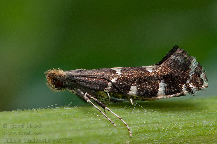 Callisto denticulella Vzpřímenka pětitečná Моль серебристая яблонная