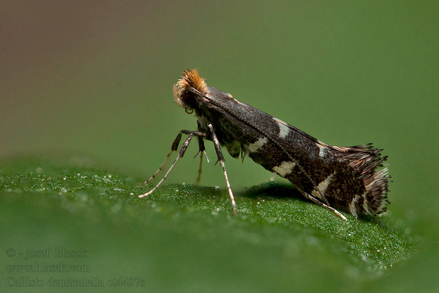 Callisto denticulella