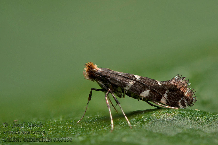 Callisto denticulella