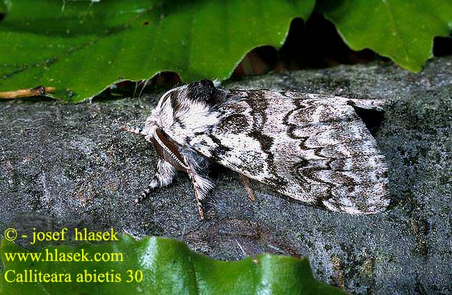 Calliteara abietis Tannen-Streckfuß Fichten-Bürstenspinner