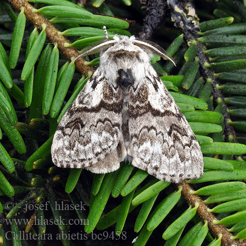 Хвойная волнянка Dicallomera Calliteara abietis