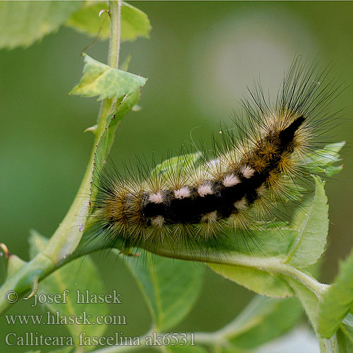 Calliteara fascelina Dicallomera Grauwe borstel Dark Tussock