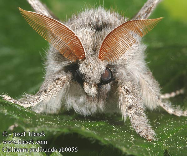 Calliteara pudibunda リンゴドクガ Dasychira