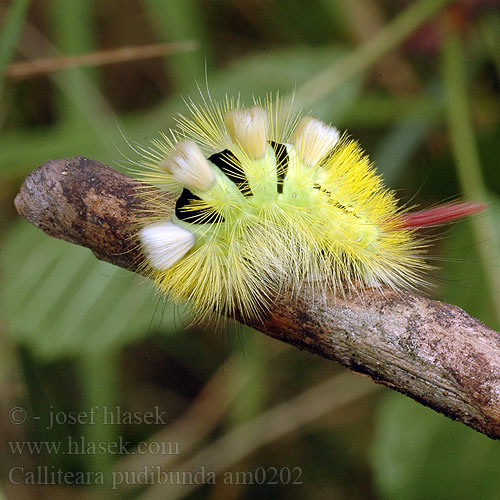 Bokspinnare Pale Tussock Streckfuss Rotschwanz Buchen-Streckfuß