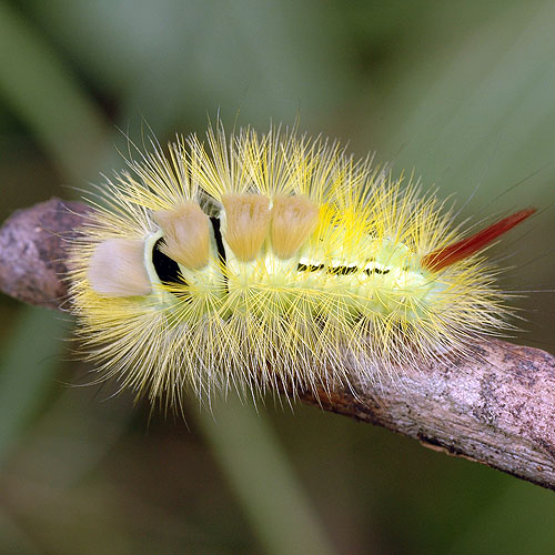 Pale Tussock Streckfuss Rotschwanz Buchen-Streckfuß