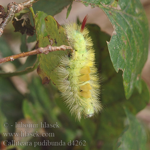 Calliteara pudibunda caterpillar Краснохвост