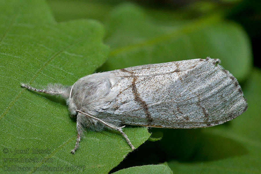 Meriansborstel Szczotecznica szarawka Calliteara pudibunda