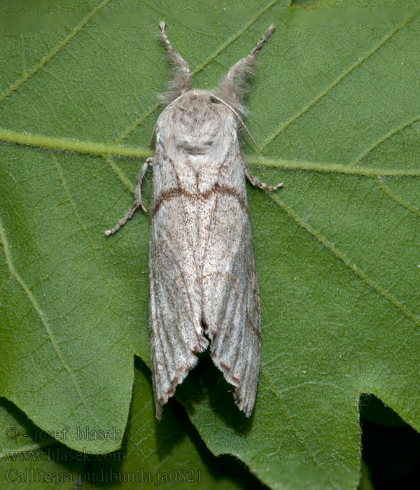 Pale Tussock Streckfuss Rotschwanz Buchen-Streckfuß Calliteara pudibunda