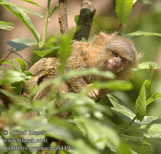 Callithrix pygmaea Pygmy Marmoset Pigmy Zwergseidenäffchen