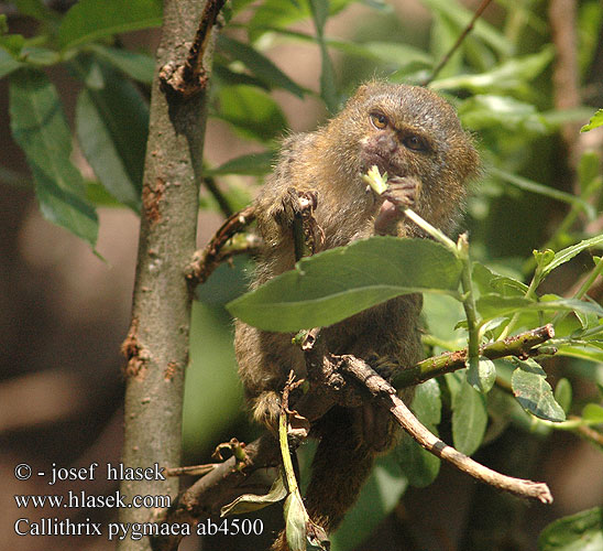 Callithrix pygmaea ab4500