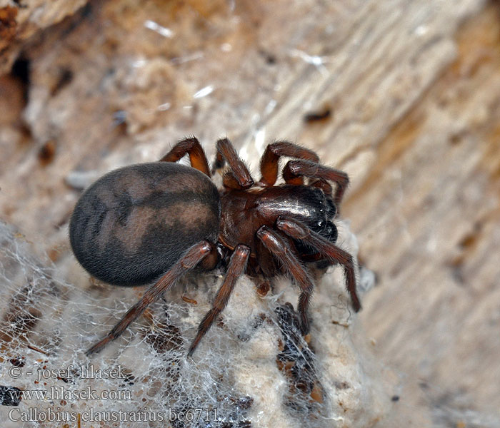 Callobius claustrarius Cedivka lesní Boskaardespin Cedivka lesná