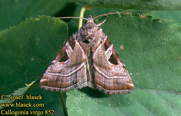 Callogonia virgo