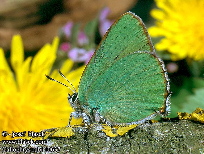 Callophrys rubi Green Hairstreak L'argus vert Zöldfonákú lepke