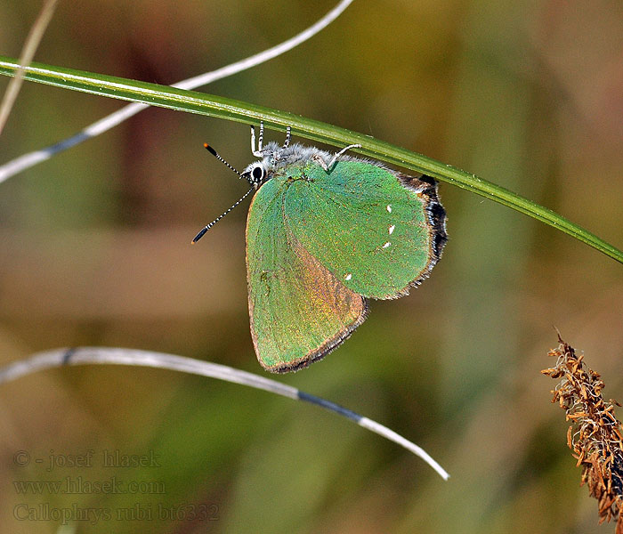 Callophrys rubi