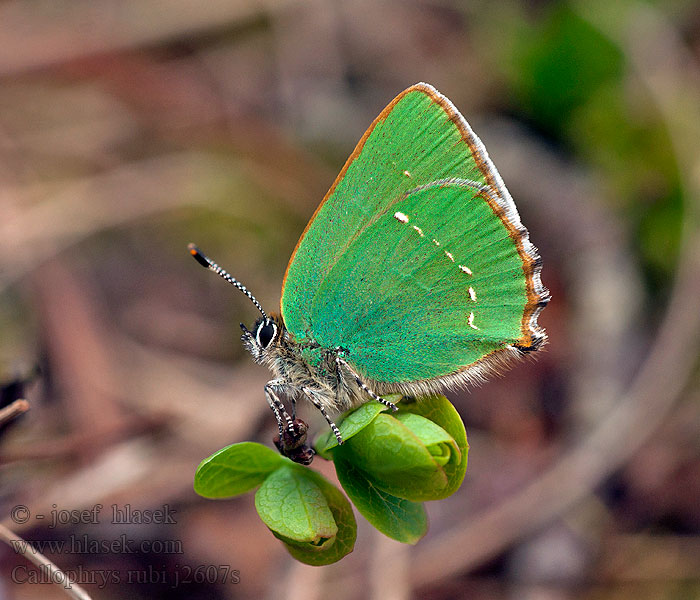 Zieleńczyk ostrężyniec Callophrys rubi