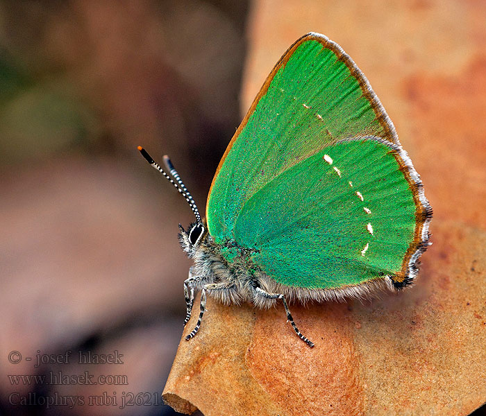 Ostrôžkár černicový Callophrys rubi