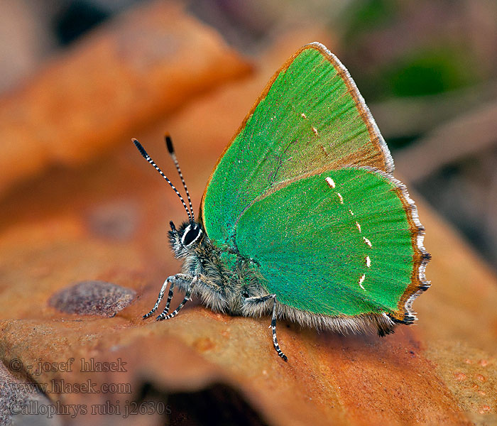 Ostruháček ostružinový Callophrys rubi