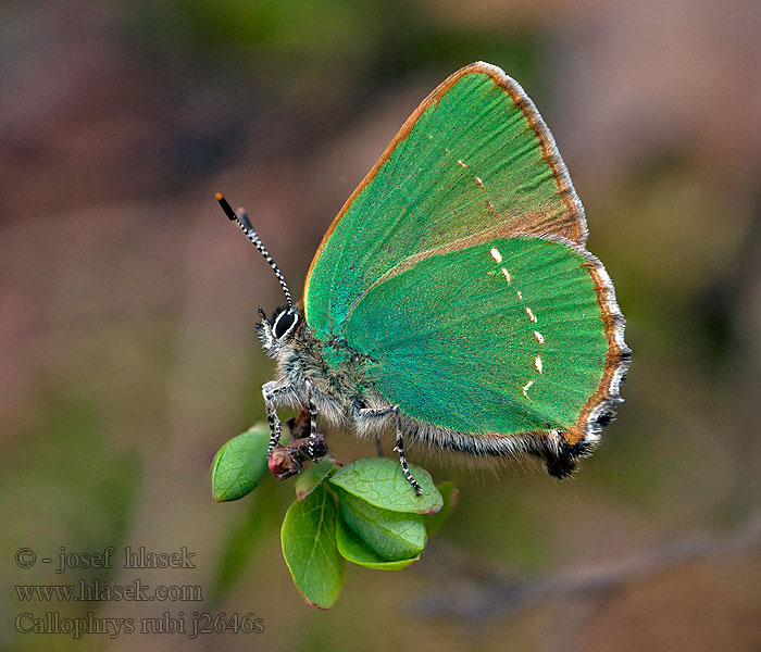 Cejialba Björnbärssnabbvinge Callophrys rubi