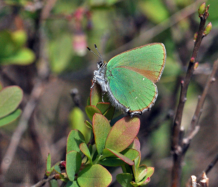 Callophrys rubi