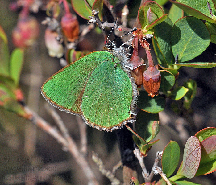 Callophrys rubi