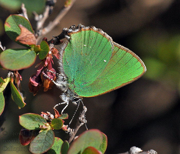 Callophrys rubi