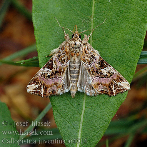 Callopistria juventina Blýskavka hasivková ムラサキツマキリヨトウ