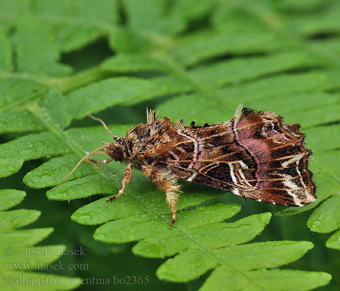 Callopistria juventina Noctuelle Fougère