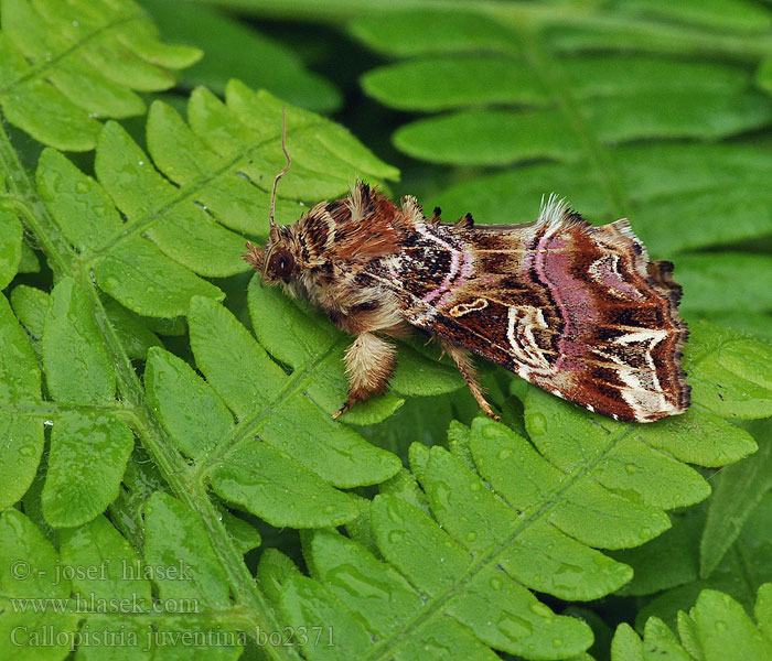 Callopistria juventina Papartinukas Ormbunksfly