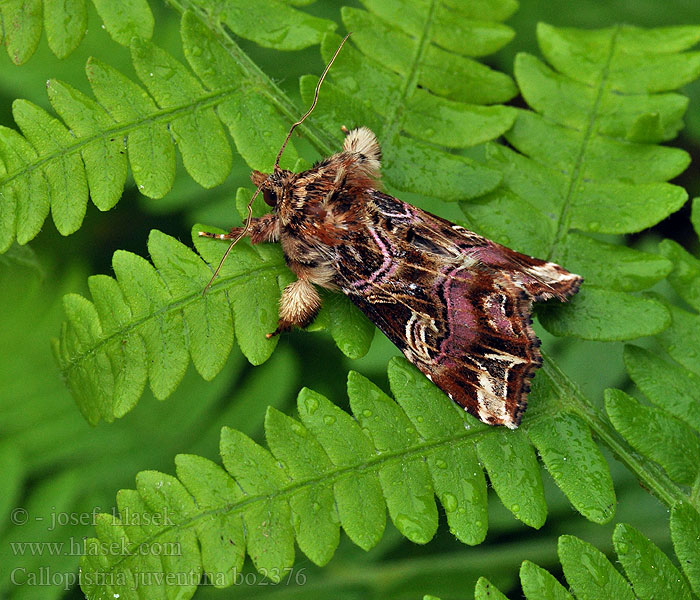 Callopistria juventina Ormbunksfly Latin