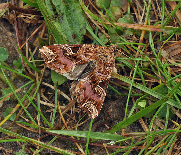 Callopistria juventina Blýskavka hasivková ムラサキツマキリヨトウ