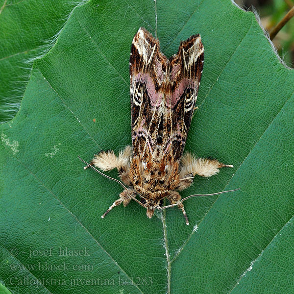 Callopistria juventina ムラサキツマキリヨトウ Sivkavec orličníkový