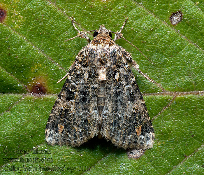 Callopistria latreillei
