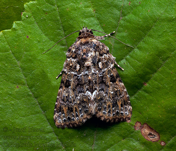 Callopistria latreillei