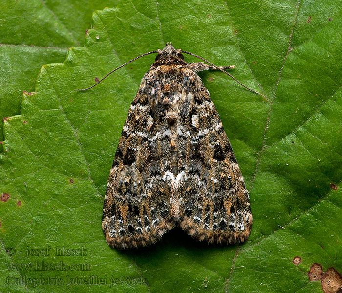 Callopistria latreillei