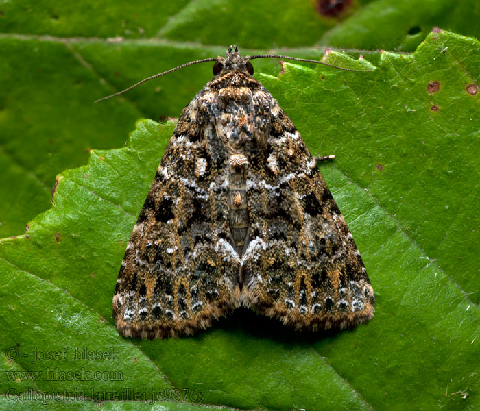 Callopistria latreillei