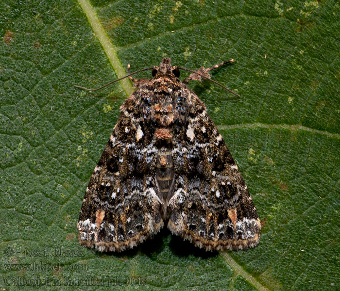 Callopistria latreillei