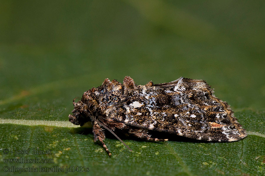 Callopistria latreillei