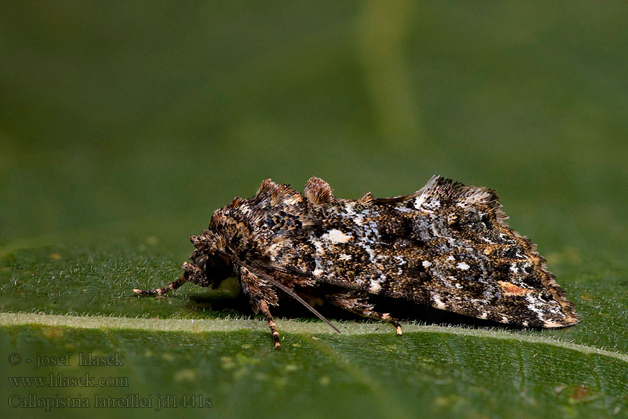 Callopistria latreillei