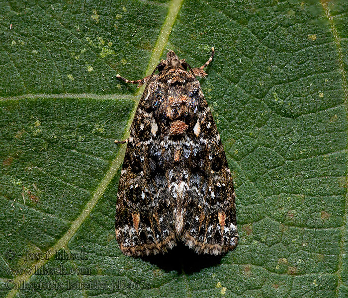 Callopistria latreillei