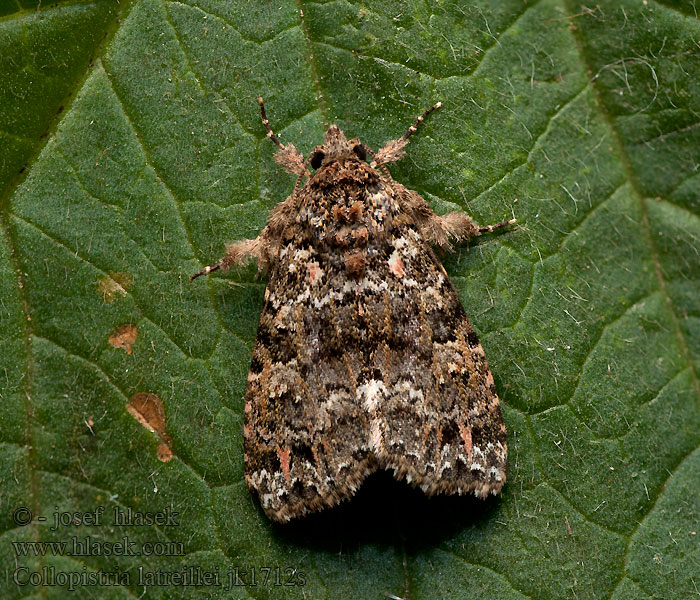 Callopistria latreillei