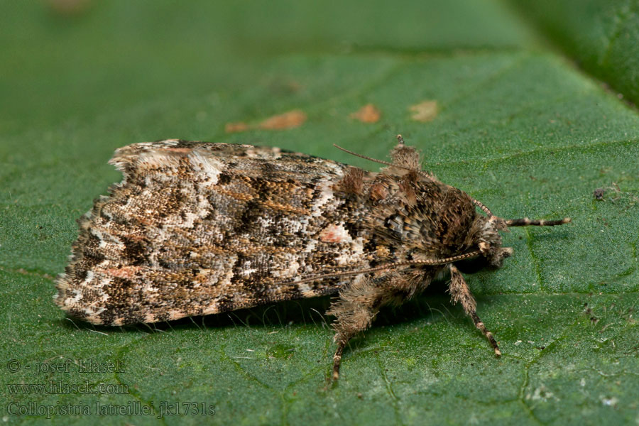 Callopistria latreillei