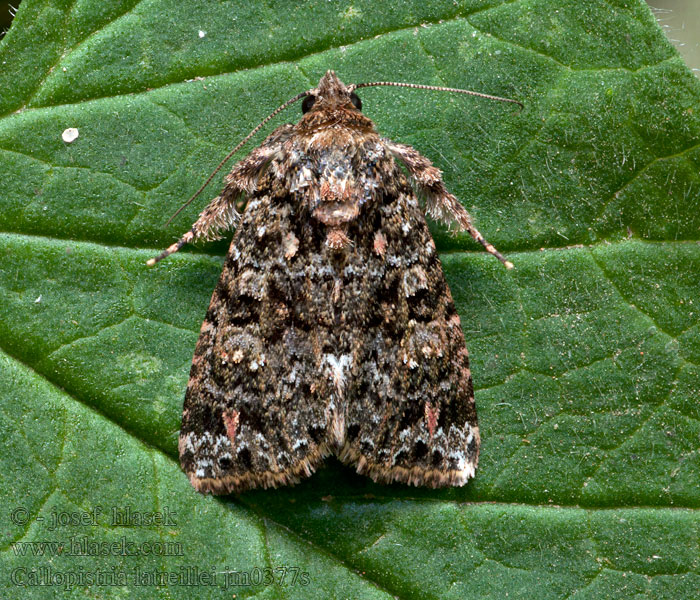 Callopistria latreillei