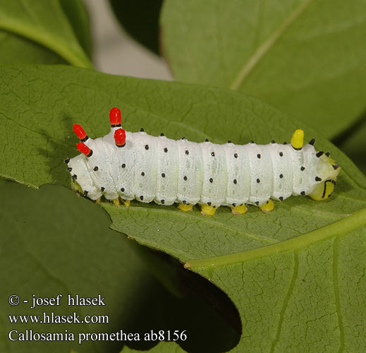 Callosamia promethea ab8156 UK: Promethea Moth