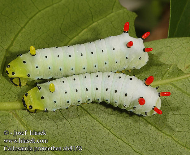 Callosamia promethea ab8158 UK: Promethea Moth