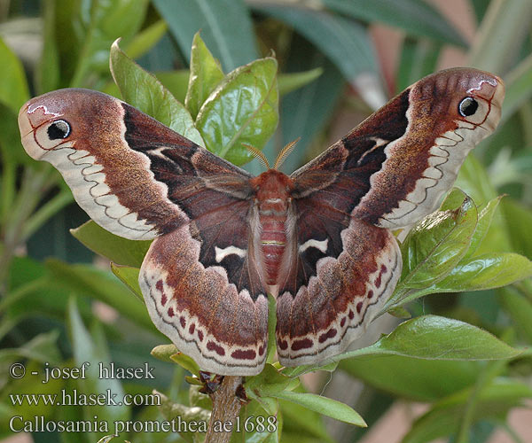 Callosamia promethea ae1688 UK: Promethea Moth