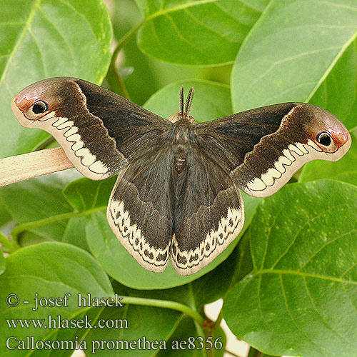 Callosamia promethea ae8356 UK: Promethea Moth