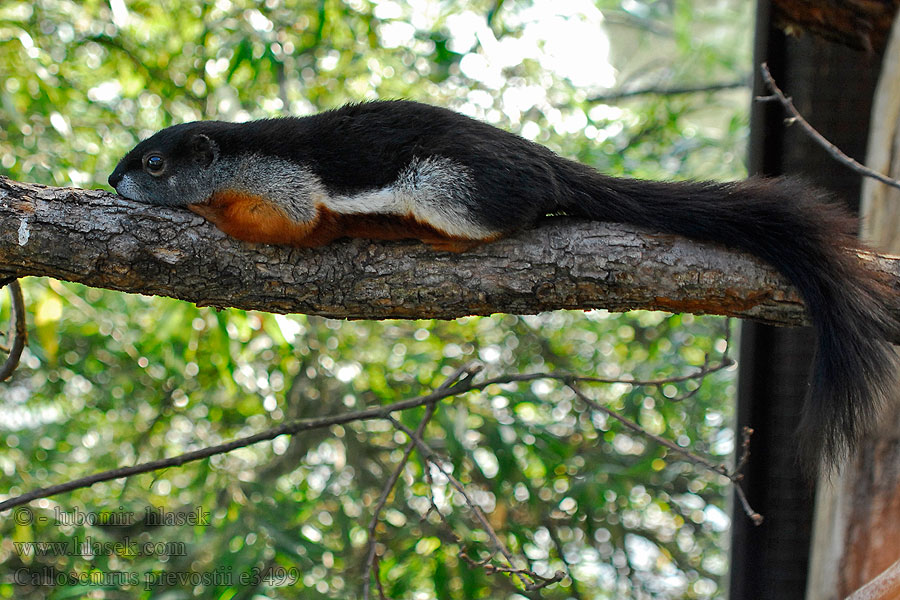 Callosciurus prevostii Prevost's squirrel Veverka Prévostova