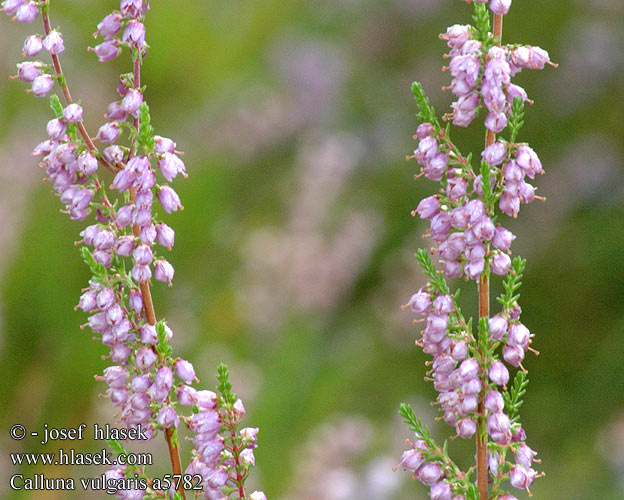 Calluna vulgaris