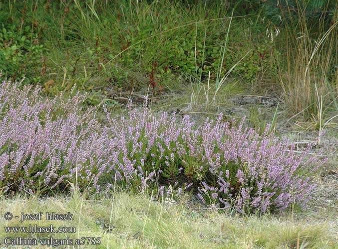 Верес звичайний Heather Heidekraut Besenheide Calluna vulgaris