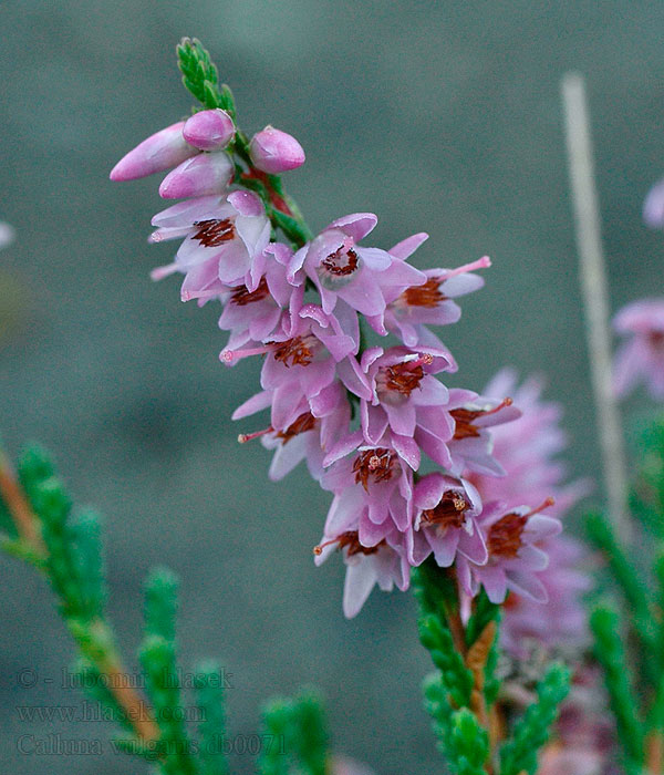 Bruc Hedelyng Calluna Bruyère callune カルーナ属 Calluna vulgaris